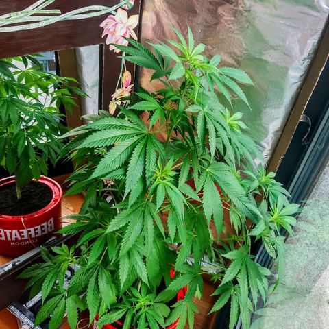 Semilla del Veci growlog timeline photo