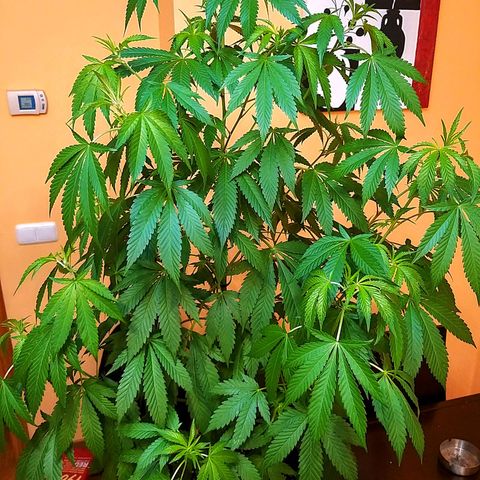 Semilla del Veci growlog photo: Previo a poda junio.