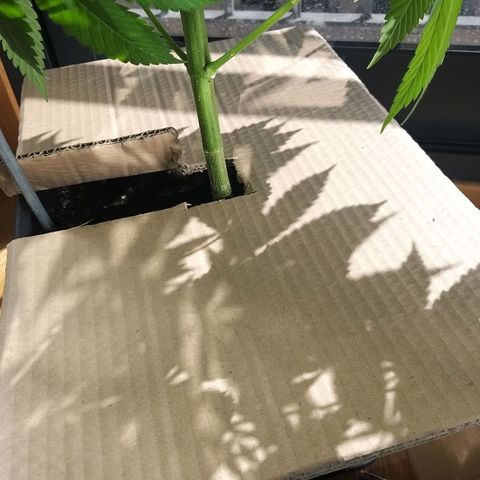 Semilla del Veci growlog timeline photo
