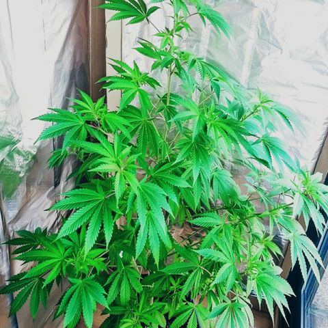 Semilla del Veci growlog timeline photo