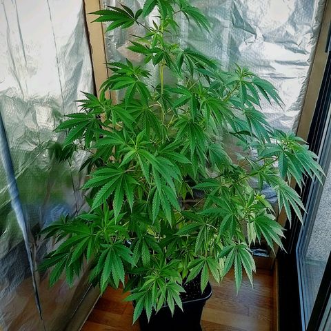Semilla del Veci growlog timeline photo