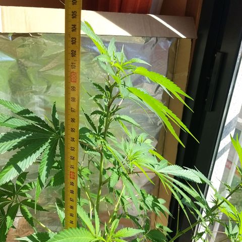 Semilla del Veci growlog photo: Tocando 105 cm.