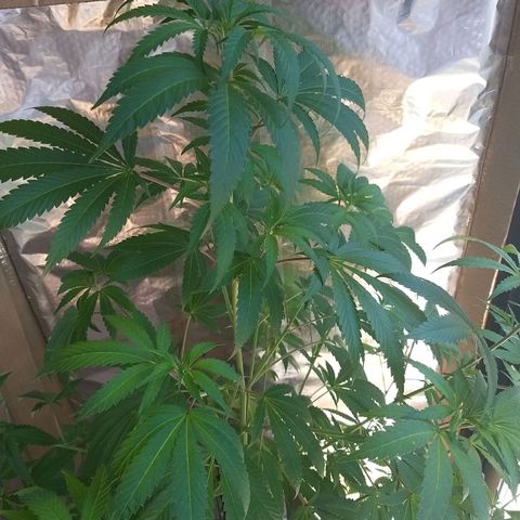 Semilla del Veci growlog photo: Las hojas se han arqueado hacia abajo, posiblemente por exceso de riego.