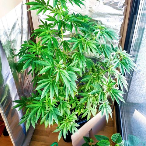 Semilla del Veci growlog timeline photo