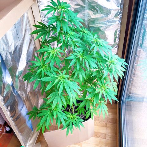 Semilla del Veci growlog timeline photo