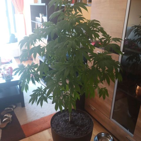Semilla del Veci growlog timeline photo