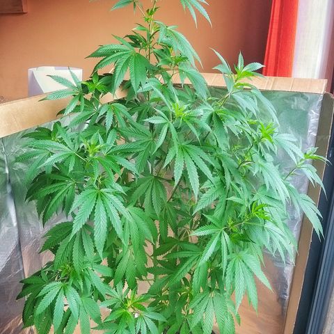 Semilla del Veci growlog timeline photo
