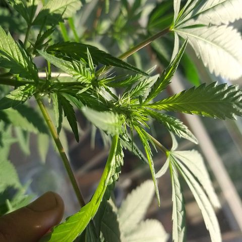 Semilla del Veci growlog photo: Los signos de floración comienzan a ser claramente visibles.