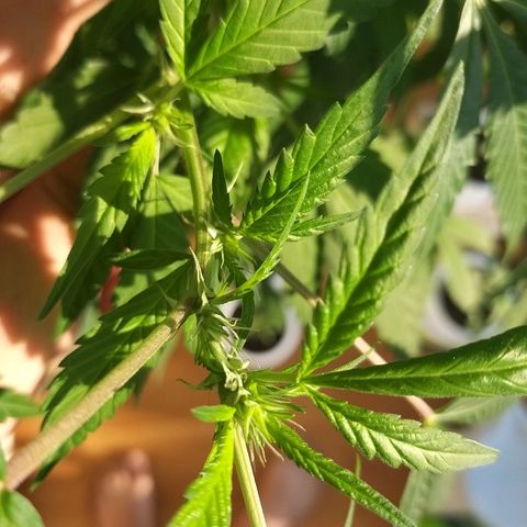 Semilla del Veci growlog photo: Los signos de floración comienzan a ser claramente visibles.