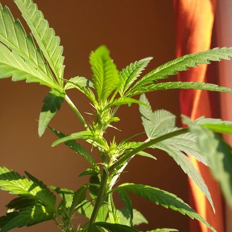 Semilla del Veci growlog photo: Los signos de floración comienzan a ser claramente visibles.