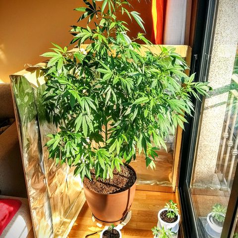 Semilla del Veci growlog timeline photo