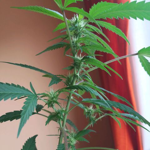 Semilla del Veci growlog timeline photo