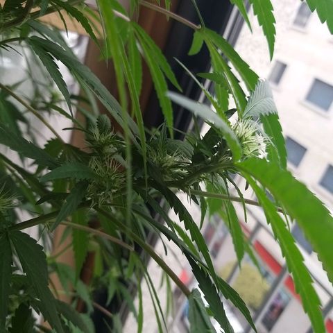 Semilla del Veci growlog timeline photo