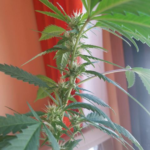Semilla del Veci growlog timeline photo