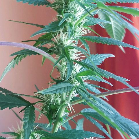 Semilla del Veci growlog timeline photo