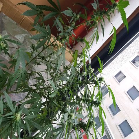 Semilla del Veci growlog timeline photo