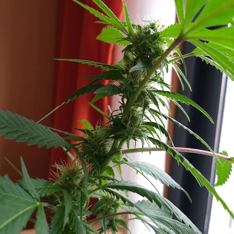 Semilla del Veci growlog timeline photo