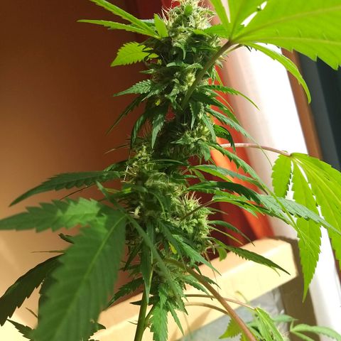 Semilla del Veci growlog timeline photo