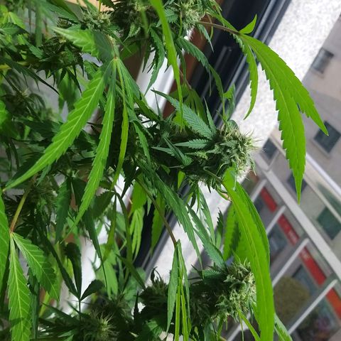 Semilla del Veci growlog timeline photo
