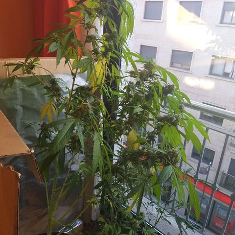 Semilla del Veci growlog timeline photo
