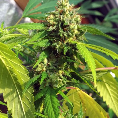 Semilla del Veci growlog timeline photo