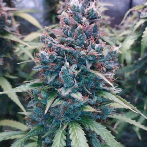 Moby Dick Auto 🐳 growlog photo: 66 dias de floração 
