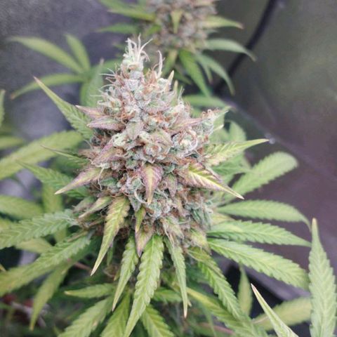 Moby Dick Auto 🐳 growlog timeline photo