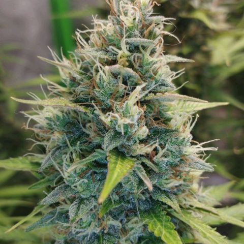 Moby Dick Auto 🐳 growlog timeline photo