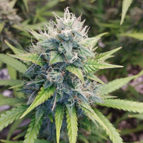 Moby Dick Auto 🐳 growlog timeline photo