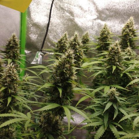 Moby Dick Auto 🐳 growlog timeline photo