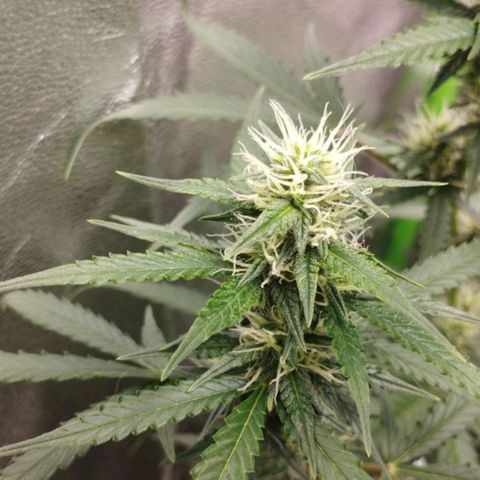 Moby Dick Auto 🐳 growlog timeline photo