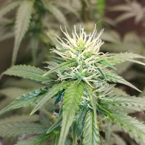 Moby Dick Auto 🐳 growlog timeline photo