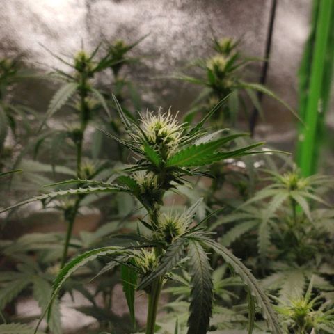 Moby Dick Auto 🐳 growlog timeline photo