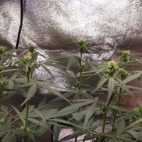 Moby Dick Auto 🐳 growlog timeline photo