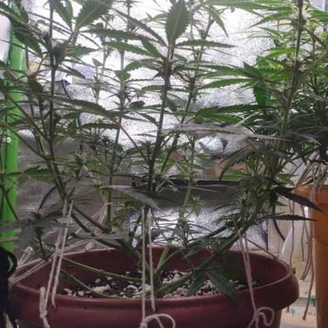 Moby Dick Auto 🐳 growlog timeline photo