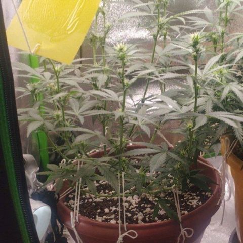 Moby Dick Auto 🐳 growlog timeline photo