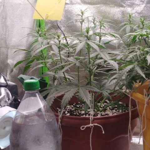 Moby Dick Auto 🐳 growlog timeline photo