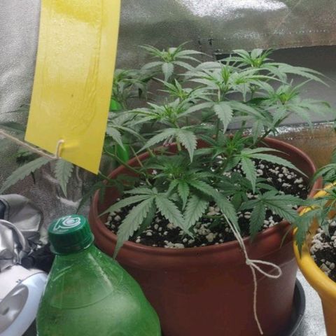 Moby Dick Auto 🐳 growlog timeline photo