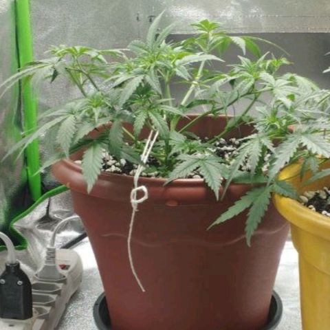 Moby Dick Auto 🐳 growlog timeline photo