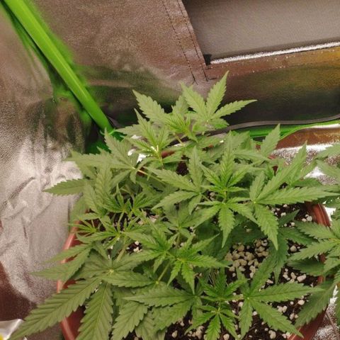 Moby Dick Auto 🐳 growlog timeline photo