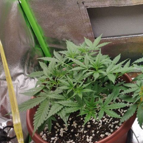 Moby Dick Auto 🐳 growlog timeline photo