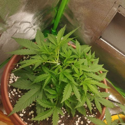 Moby Dick Auto 🐳 growlog photo: Poda top
