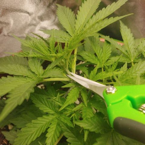 Moby Dick Auto 🐳 growlog photo: Poda top