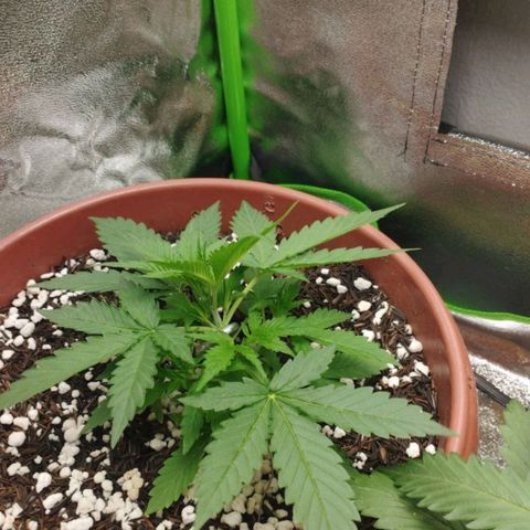 Moby Dick Auto 🐳 growlog photo: Começo LST