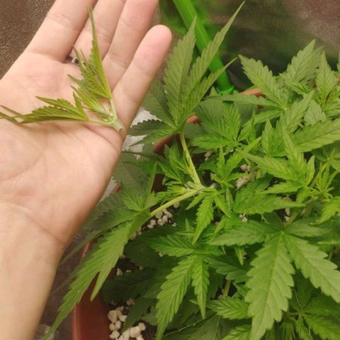 Moby Dick Auto 🐳 growlog photo: Poda top