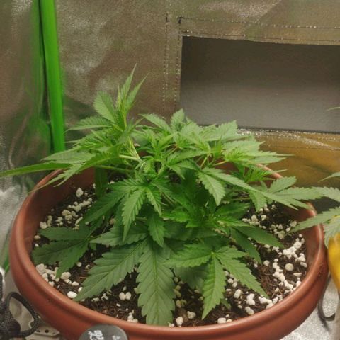 Moby Dick Auto 🐳 growlog photo: Poda top