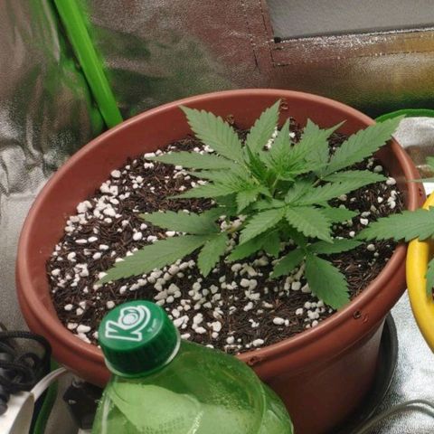 Moby Dick Auto 🐳 growlog timeline photo