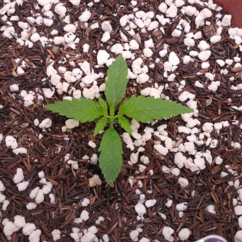 Moby Dick Auto 🐳 growlog timeline photo