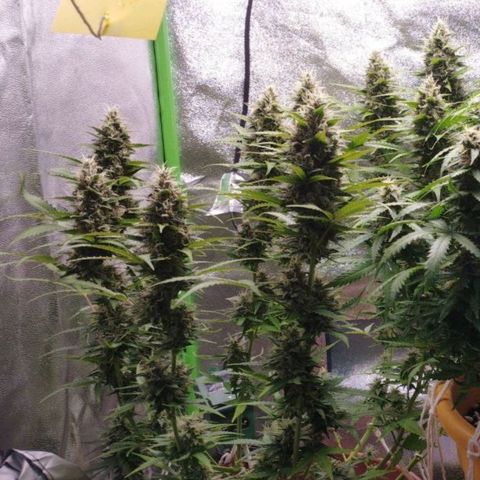 Moby Dick Auto 🐳 growlog timeline photo