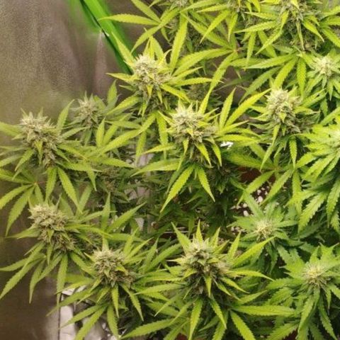 Moby Dick Auto 🐳 growlog timeline photo